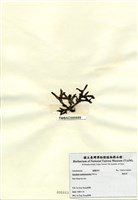 藏品(鳳尾菜)的圖片